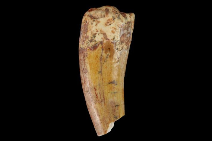 Bargain, Fossil Phytosaur Tooth - New Mexico #133362